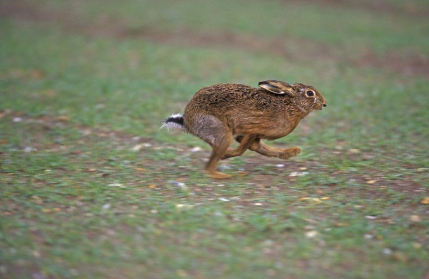 Campaigners are seeking tougher laws against hare coursing and poaching