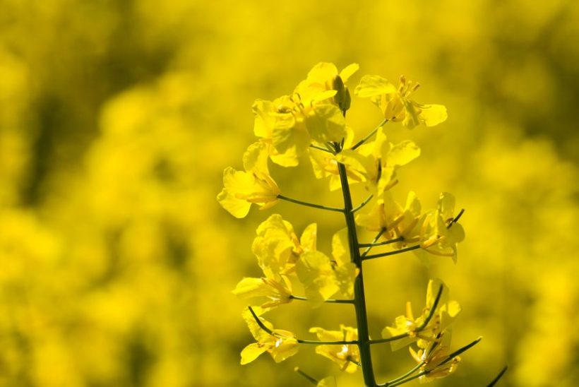 Future crops could be better designed to flower at climatically opportune times