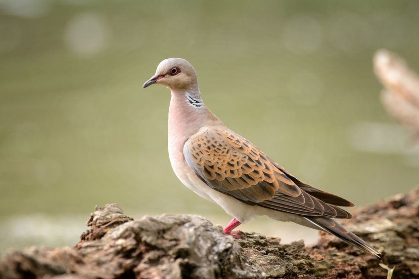 The RSPB’s project will pilot a new way of funding habitat creation for farmland species