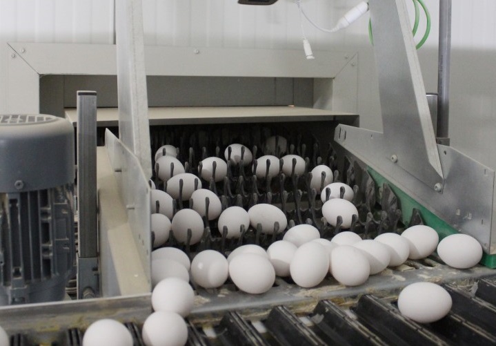 Mechanical robotics have taken off within the British egg industry