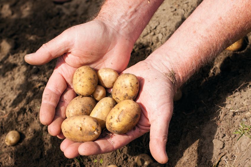 Vydate protects crops such as potatoes from nematode pests, a type of worm