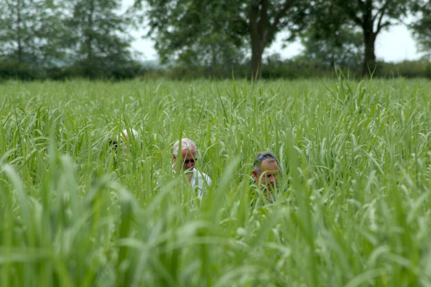 Bioenergy crops such as miscanthus are specifically grown for use in the energy sector