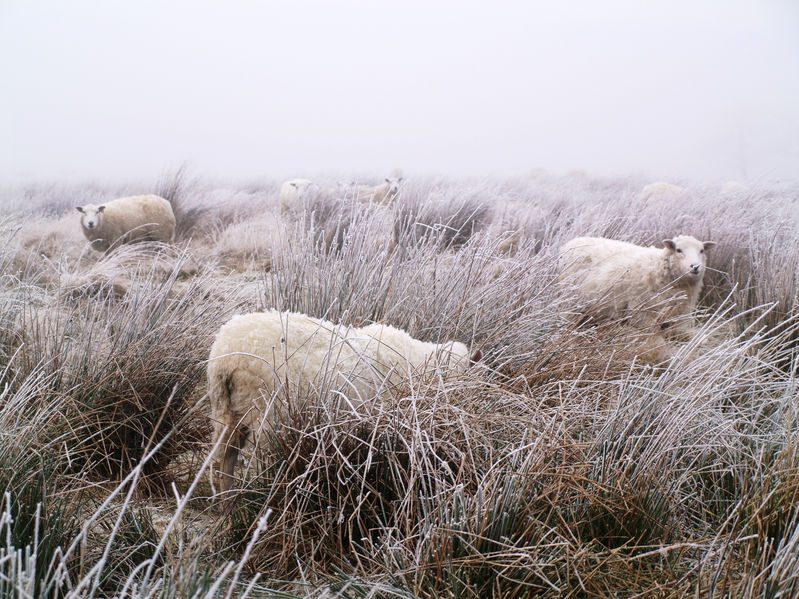 The Met Office had issued yellow weather warnings for snow and ice for much of the UK (Stock photo)