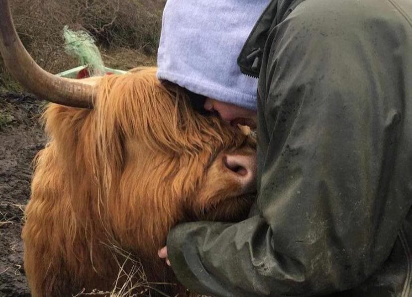 (Photo: BCS Highland Cattle/Facebook)