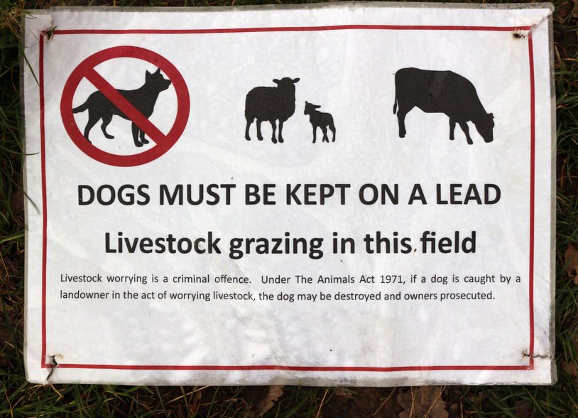 Police are urging walkers to take responsibility for their pets after 18 sheep were killed