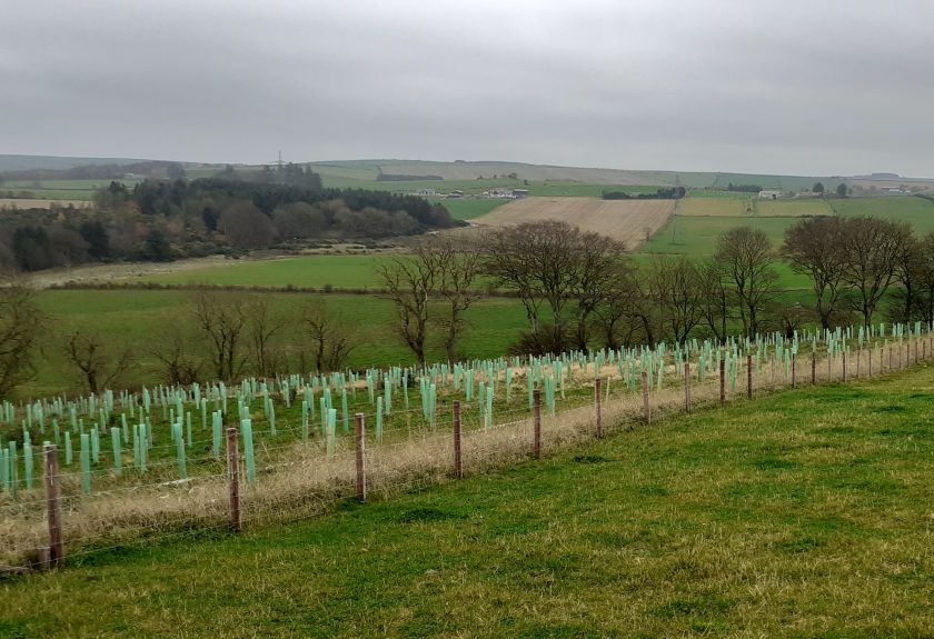 Planting trees has been linked to increased farming productivity