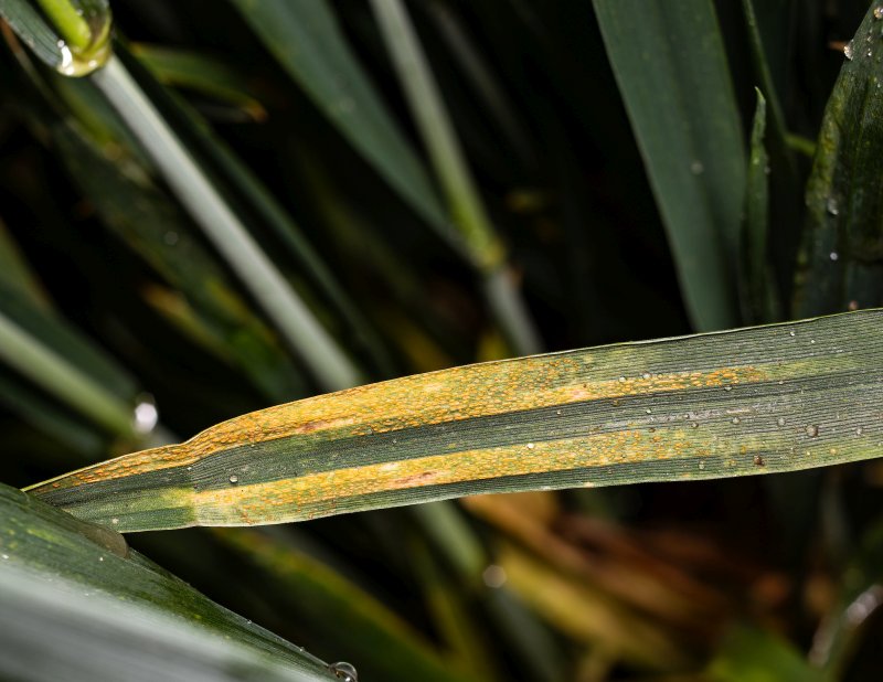 The watch list orders varieties based on yellow rust levels from the three worst RL trials