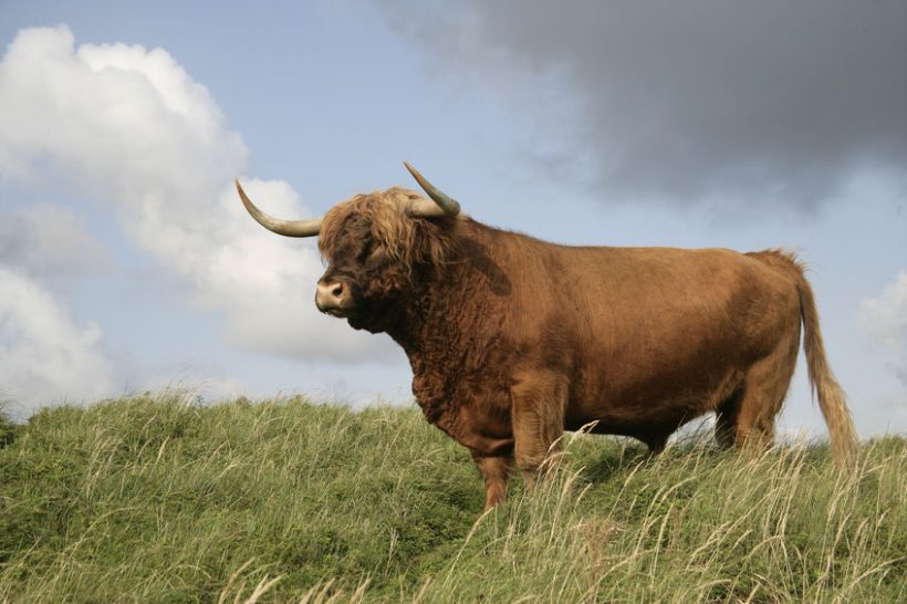 Practical support is needed to help Scottish farming combat climate change, SLE says