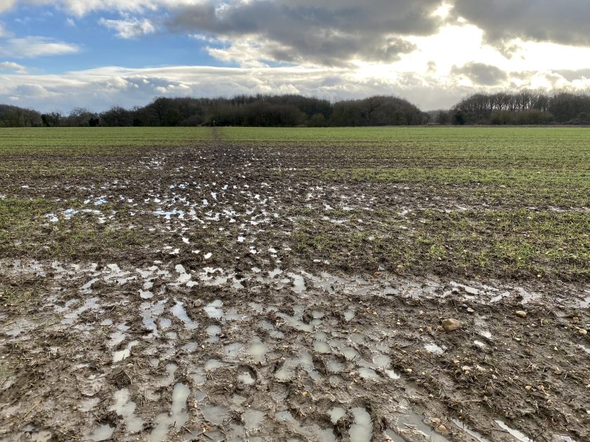 This image, taken in Hertfordshire, shows the damage caused when people walk across fields