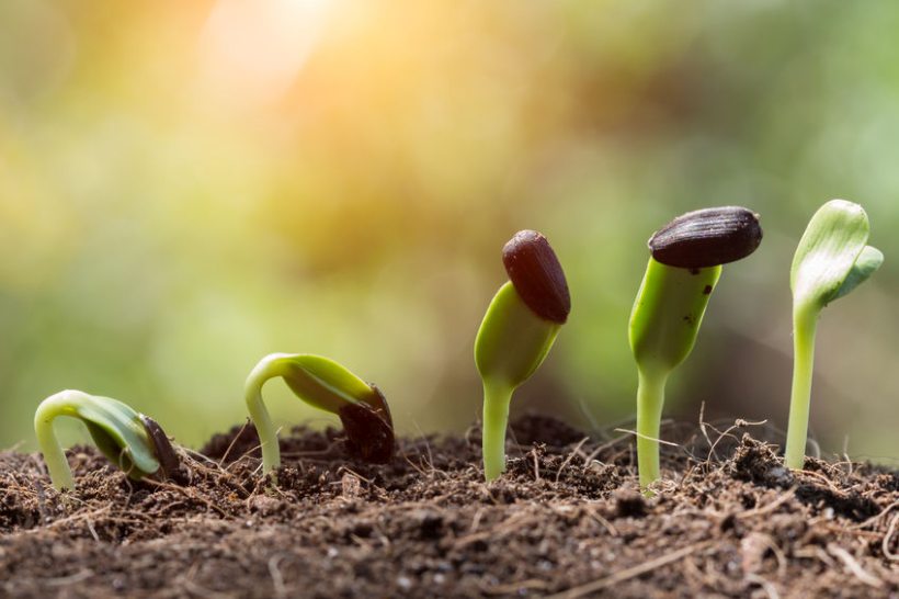 Hard soils represent a challenge to agriculture that can reduce crop yields over 50%