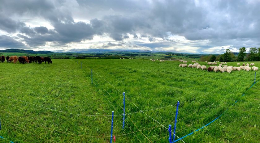 Farmers will be able to learn about rotational grazing at the virtual conference (Photo: James Drummond)