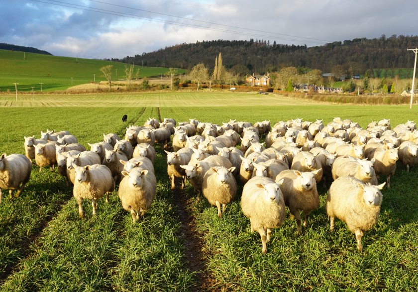 The project looked at grazing winter cereals with sheep