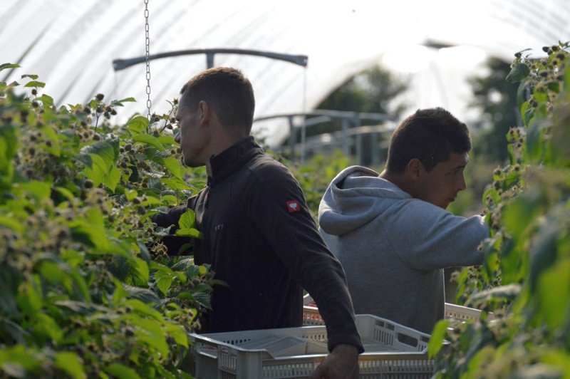 Farm workers will need to show a negative Covid-19 test on arrival, Defra has confirmed