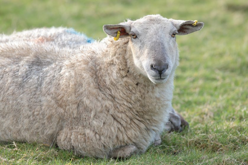 The Ulster Farmers' Union is urging farmers to be supportive of Ulster Wool following a 'difficult year'