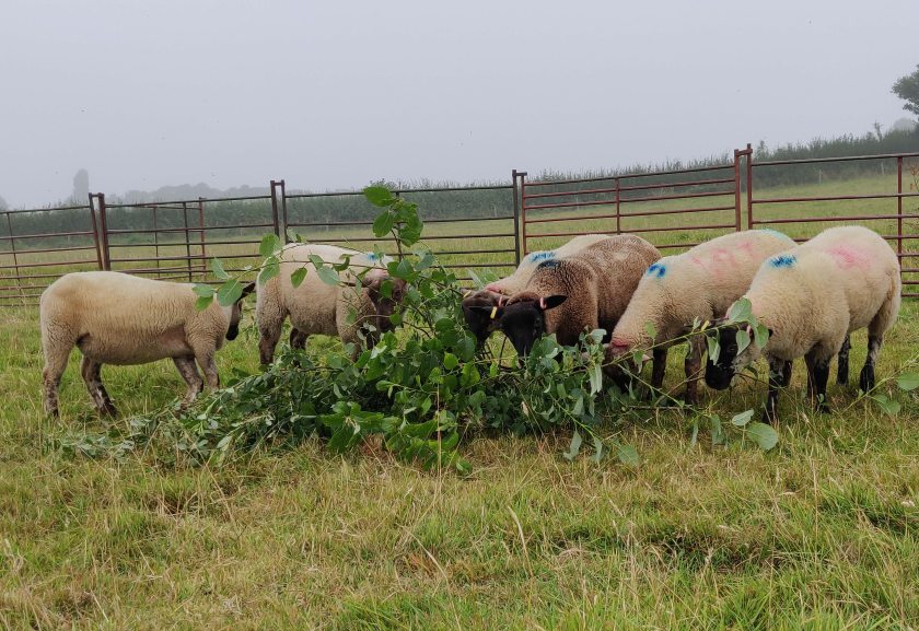 Scientists say feeding tree leaves to sheep could help cut greenhouse gases