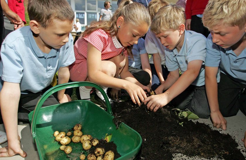 Grow Your Own Potatoes (GYOP) will go ahead as planned in 2021 with the support of the potato sector