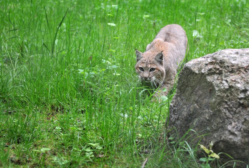 The Lynx to Scotland consultation will run from January 2021 to February 2022