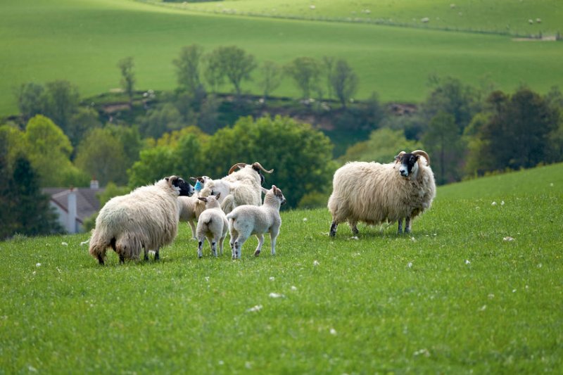 The funds have been sent to those who farm in marginal uplands, hill farms and island areas