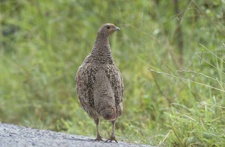 Farmers and gamekeepers play a crucial role in the future survival of farmland birds