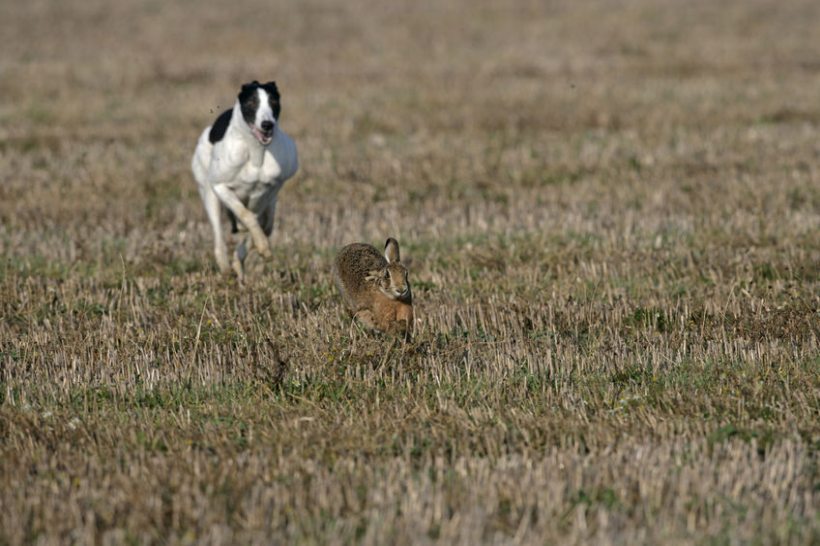 The hare coursers caused hundreds of pounds of damage, according to the police