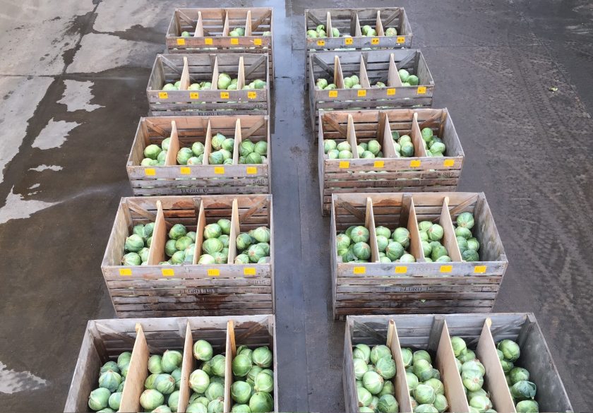 The annual value of cabbages lost in storage in the UK due to disease can be around £4.5m