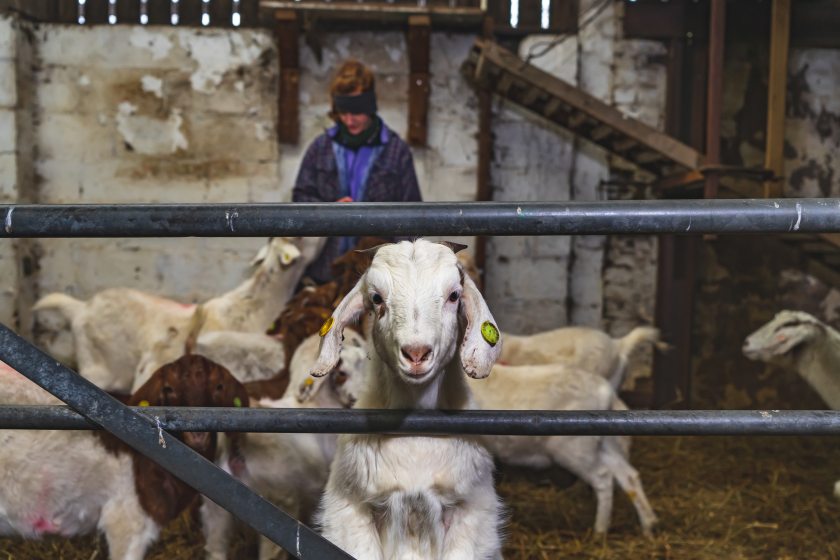 The public can book a goat for £5 to join in on their video call conversations