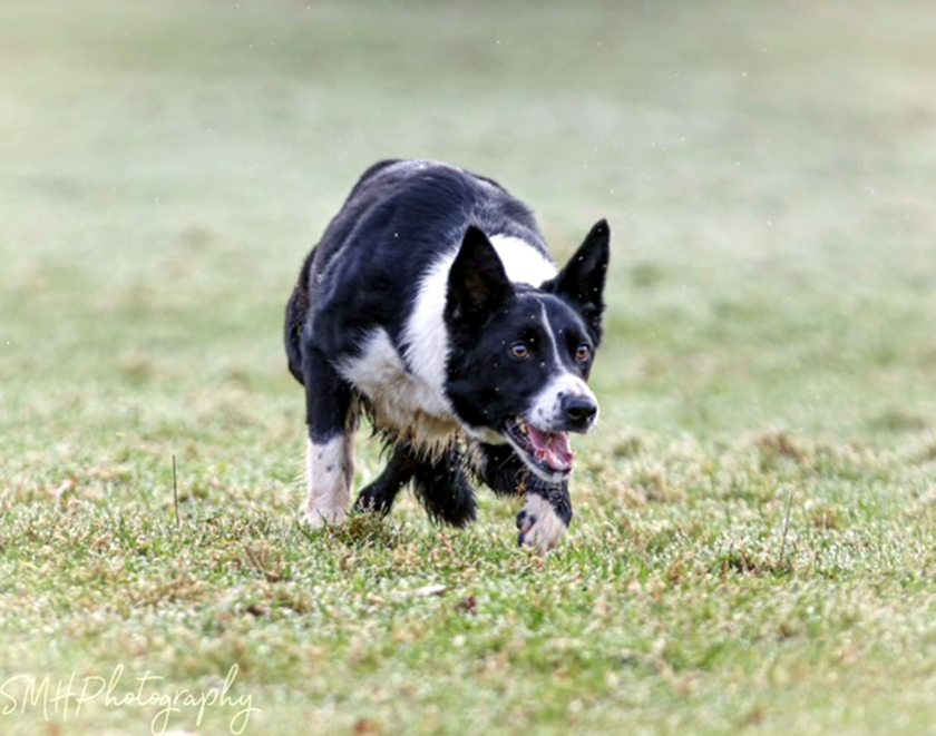 All three dogs achieved five-figure prices for the legendary Welsh breeder and triallist