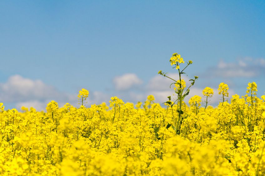 The price of oilseed rape has surged to a multi-year high in recent weeks