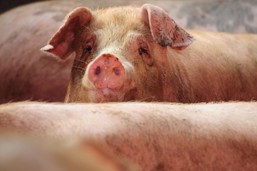 One of Scotland's largest pig sites has temporarily shut down after the discovery