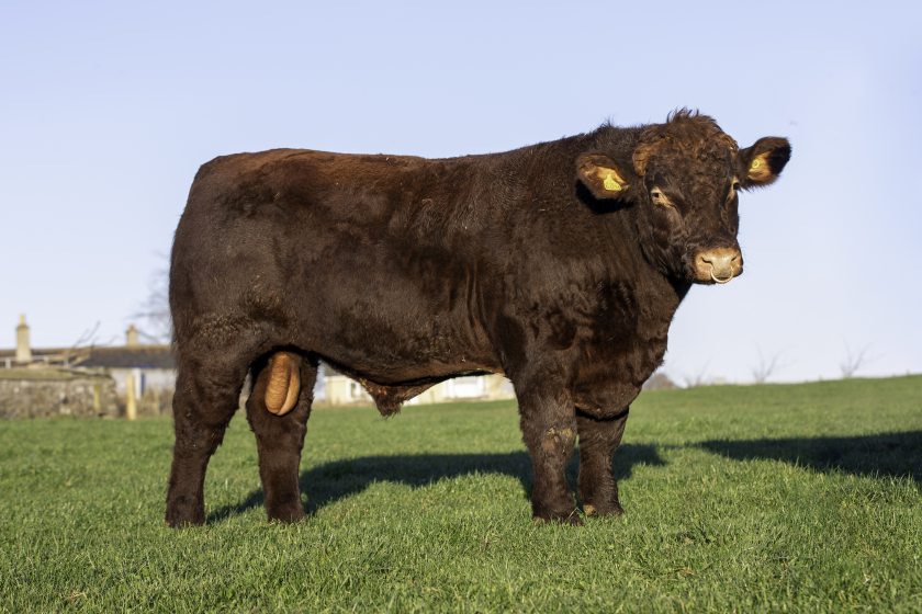 Beef shorthorn bull Fearn NC 500 sold for £9,600 using the Yourbid system