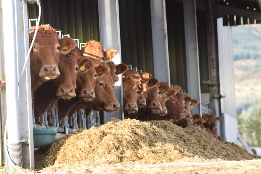 Cleanliness of cattle at slaughter is influenced by a number of factors, Quality Meat Scotland says