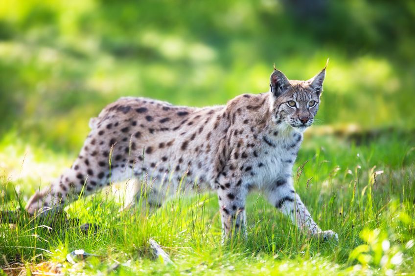 A new bid to introduce lynx to Northumberland has been criticised by the sheep sector