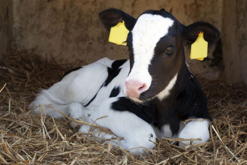 The new research is one of the first to look at colostrum hygiene in Britain