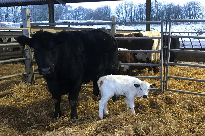 The Vaynol is one of only five cattle breeds given ‘critical’ status on the RBST Watchlist