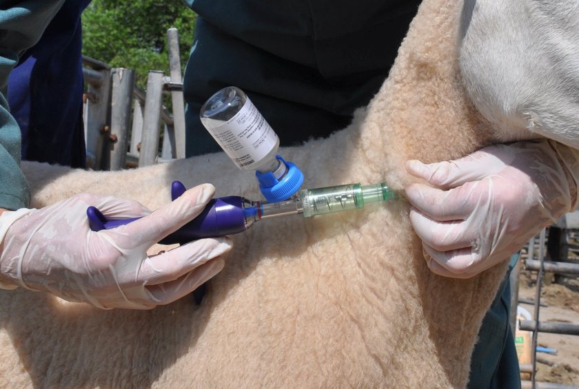 Using FlockCheck can help improve a flock’s potential and overall economic performance
