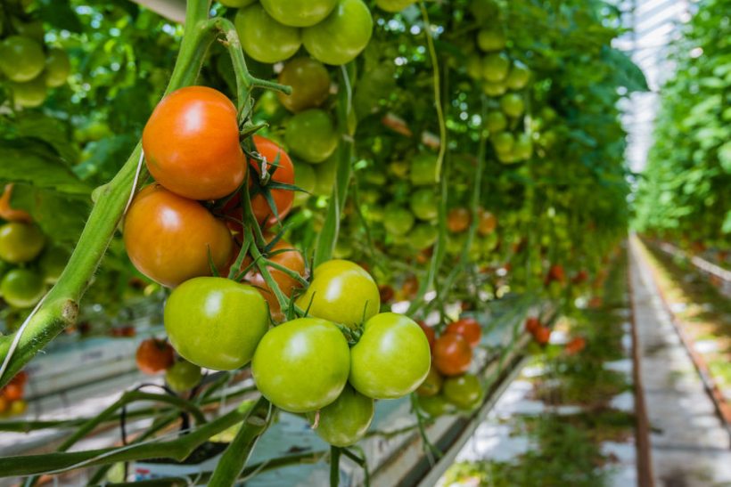 The on-farm trials ultimately aim to significantly reduce tomato losses