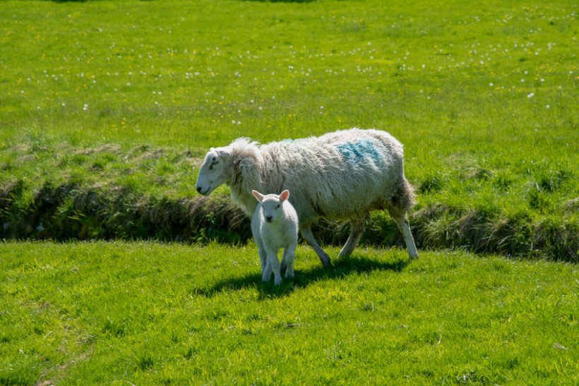 Livestock rustling remains one of the most costly crimes for British farmers