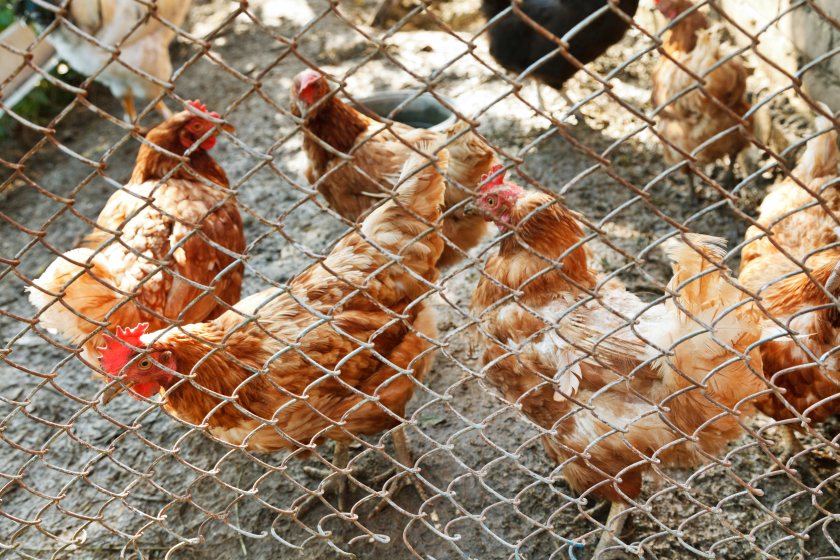 All the poultry on site will be humanely culled, Defra has confirmed
