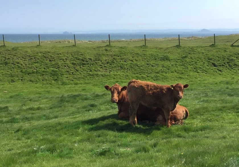 Originally dairy farmers, the Pollock family transitioned into beef 25 years ago