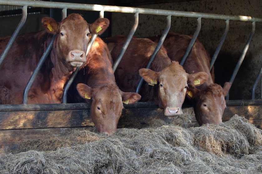 Northern Ireland's bovine TB eradication programme currently costs an estimated £40 million per year
