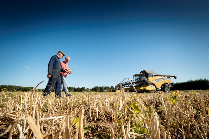 Haricot bean varieties bred for UK conditions may offer a range of benefits for British farmers