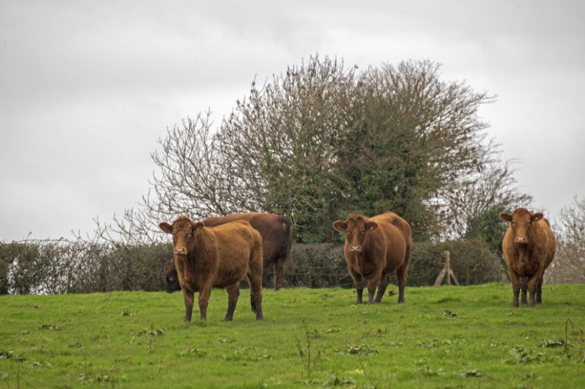 The Bovine TB Partnership is made up of farmers, vets and conservation experts