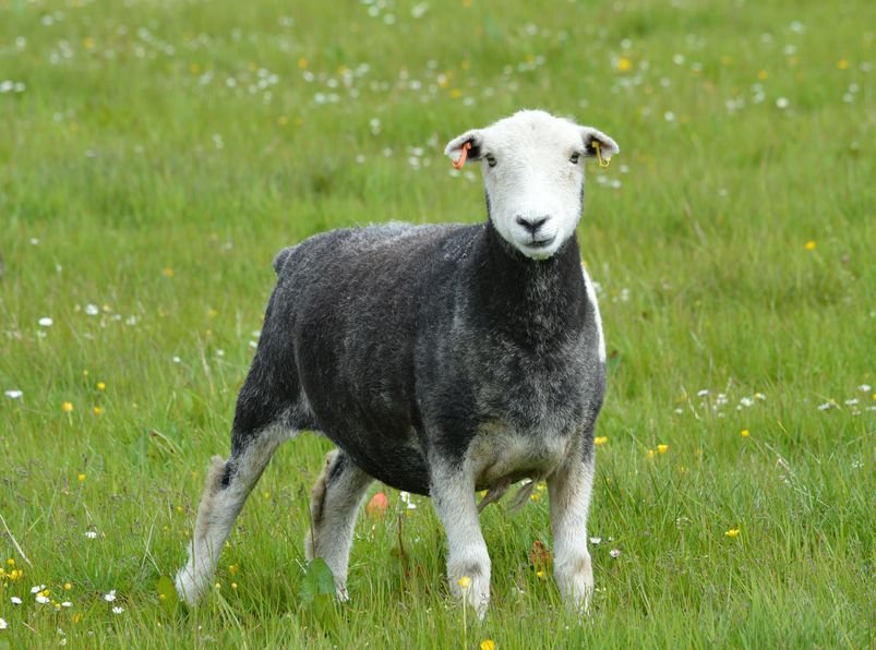 The sessions are for farmers who would like to find out more about the changes to agri-environment schemes