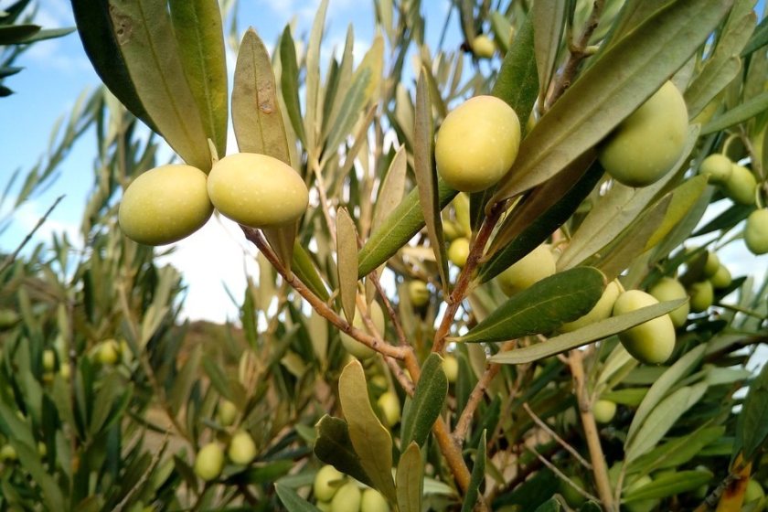 Xylella is continuing to spread in Europe with outbreaks occurring in Italy, France and Spain