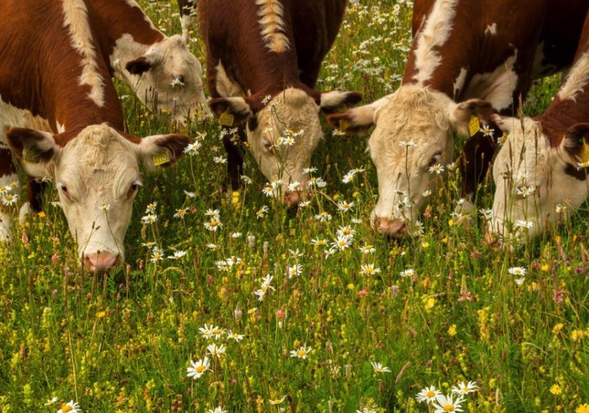 Certified farmers could make a nutritional claim when selling their beef following the study