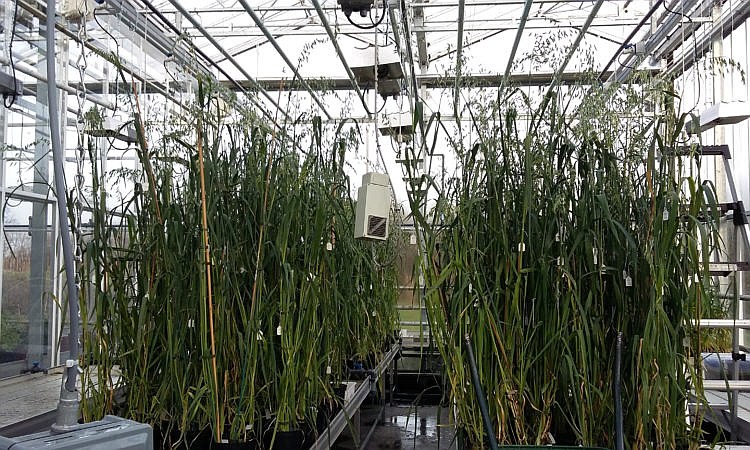 The researchers will test the resilience and performance of different varieties