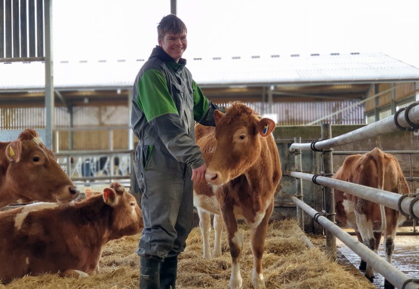 A new pedigree herd of Guernsey cattle has arrived at the agriculture college