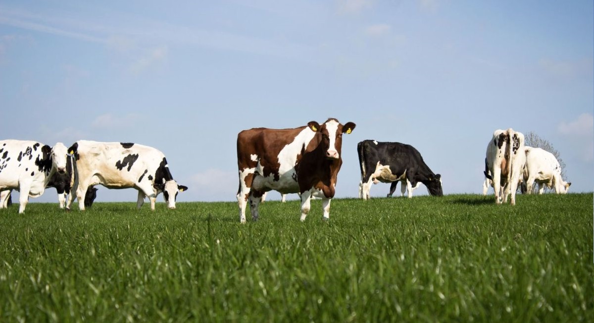 Wyke Farms produces over 18,000 tonnes of cheddar per year