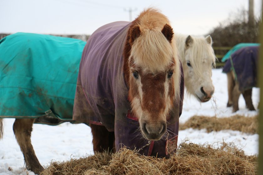 Yields from Redwings’ own harvest are down 30% due to the extreme weather