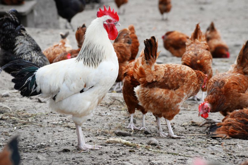 H5N8 strain of avian influenza has been detected in humans for the first time